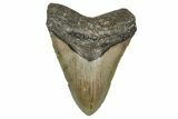Fossil Megalodon Tooth - North Carolina #342169-2